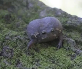 ๐ก 6b0abb8f frog, animal, toad, cute, wildlife telegram sticker