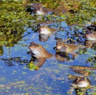 ๐ฌ 6c1ecaad frogs, pond, water, nature, animals, wildlife telegram sticker