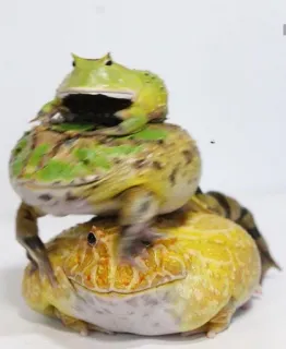 ๐จโ๐จโ๐ง 72a7b368 frog, amphibian, cute, animal, stack telegram sticker