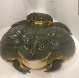 ๐ซ 7a2cb79f frog, amphibian, african bullfrog, animals, pets, wildlife telegram sticker