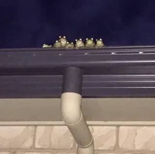๐ป 7ba61b6f frogs, animals, nature, night telegram sticker