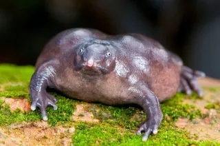 ๐ท 878a14ff frog, purple, indian, rare, amphibian telegram sticker