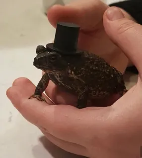 ๐ค 8e757242 frog, toad, hat, top hat, animal, reptile, cute telegram sticker