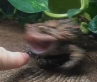 ๐บ 93300365 animal, frog, nature, wildlife telegram sticker