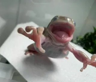 ๐ต a062e20b frog, animal, cute, amphibian, nature telegram sticker