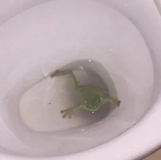 ๐ฝ a673b349 frog, toilet, amphibian, water, animal telegram sticker