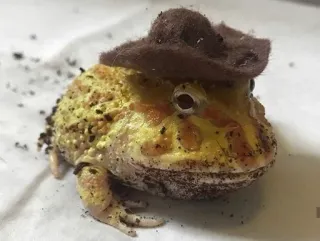 ๐ต๏ธโโ๏ธ aa9ad629 frog, cowboy, hat, animal, amphibian telegram sticker