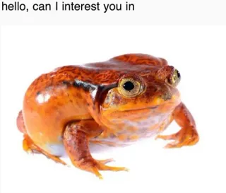 ๐ ac4a6251 hello, can I interest you in frog, orange, animal, interest telegram sticker