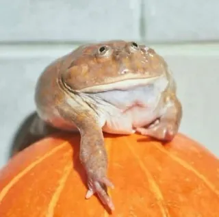๐ถ b03f9a38 frog, pumpkin, animal, amphibian, wildlife, nature telegram sticker