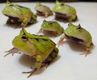 ๐จโ๐ฉโ๐ฆโ๐ฆ b3775db6 frogs, amphibians, animals, pets, wildlife, nature telegram sticker