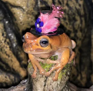 ๐คฉ b4e1fd9c frog, animal, hat, pink, cute, amphibian telegram sticker