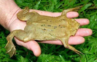 ๐คฒ b61aa36d frog, animal, amphibian, wildlife, nature telegram sticker