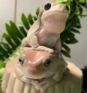 ๐ค c2a0e688 frogs, animals, nature, amphibians telegram sticker