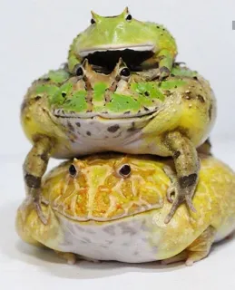 ๐จโ๐จโ๐ฆ c5ae1c7d frogs, amphibians, animals, stack, nature telegram sticker