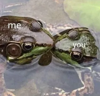 โค๏ธ cfb1908f me you frogs, relationship, meme, animals, nature telegram sticker