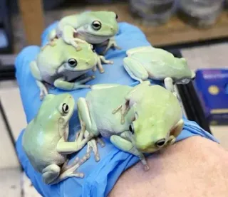 ๐จโ๐ฉโ๐งโ๐ฆ cfb86ac0 frogs, animals, amphibians, nature, wildlife telegram sticker