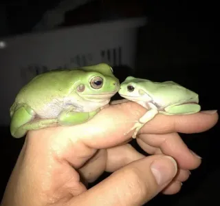 ๐ฅฐ dad750b4 frogs, animals, cute, green, amphibians telegram sticker