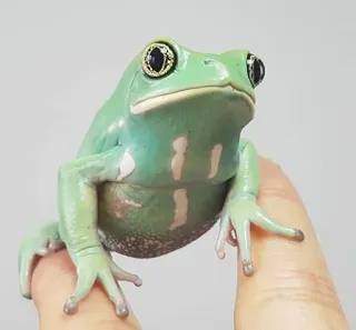 ๐ณ e4271a1e frog, green, animal, wildlife, amphibian telegram sticker