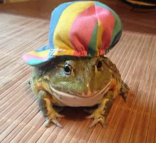 ๐งข e668c1de frog, hat, animal, cute, colorful telegram sticker