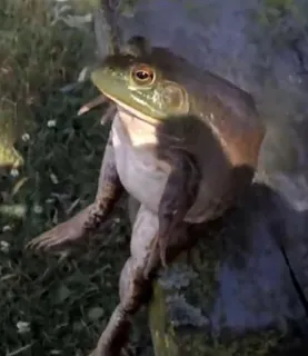 ๐ฆ e9508ce8 frog, nature, animal, amphibian telegram sticker
