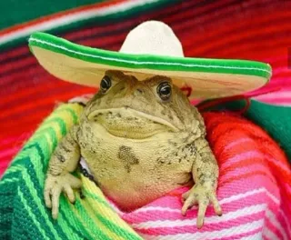 ๐ฉโ๐พ e9fc3e68 frog, sombrero, mexican, animal, cute, toad, blanket telegram sticker
