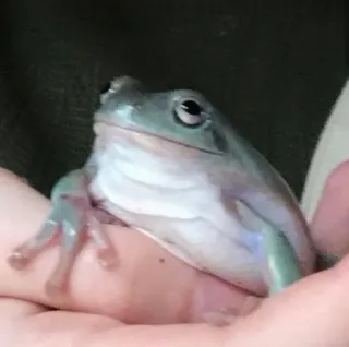๐ f18068de frog, animal, nature, amphibian, wildlife telegram sticker