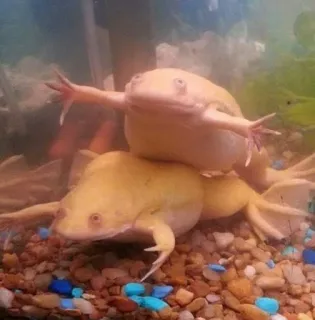 ๐ f2b37492 frogs, animals, aquarium, pets, amphibians telegram sticker