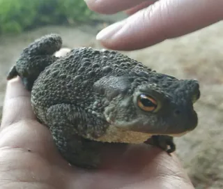 ๐ f45241fb toad, amphibian, animal, nature, wildlife telegram sticker