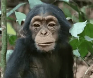 😋 195cc296 원숭이, 침팬지, 동물, 유인원, 야생 동물, 영장류 whatsapp sticker