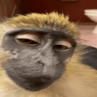 😏 59f48147 원숭이, 동물, 포유류, 영장류, 귀여운, 클로즈업 whatsapp sticker