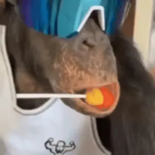 😎 fb1497dc 원숭이, 동물, 사탕, 선글라스, 유머, 웃긴 whatsapp sticker