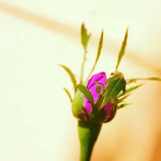 🌷 0fc002b1 fiore, rosa, bocciolo, natura, pianta, rosa, floreale, fioritura telegram sticker