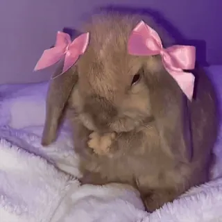 🎀 386d7654 兔子, 兔兔, 动物, 可爱, 宠物, 蝴蝶结, 垂耳兔 telegram sticker