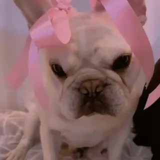 🎀 469c1ad8 狗, 法国斗牛犬, 动物, 宠物, 蝴蝶结, 粉色 telegram sticker