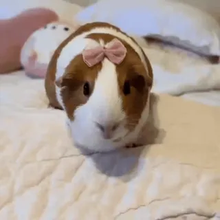 Бантики • @TgStickery telegram stickers