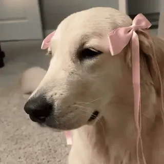 🎀 8e1125ab 狗, 金毛寻回犬, 宠物, 动物, 蝴蝶结, 可爱, 家畜, 丝带 telegram sticker
