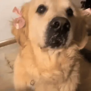 🎀 906c6405 金毛寻回犬, 狗, 宠物, 动物, 可爱, 小狗 telegram sticker