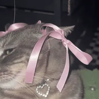 🎀 c589ae83 猫, 宠物, 蝴蝶结, 丝带, 可爱, 动物 telegram sticker