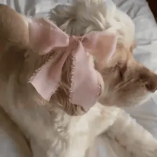 🎀 f527fed6 狗, 小狗, 蝴蝶结, 可爱, 动物, 宠物, 睡觉 telegram sticker