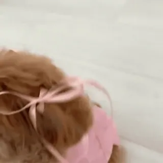 🎀 f75156ed 狗, 小狗, 宠物, 动物, 可爱, 粉色, 蝴蝶结 telegram sticker