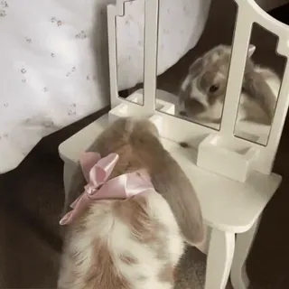 🎀 0d7f1023 kelinci, hewan peliharaan, binatang, lop, imut, cermin, meja rias telegram sticker