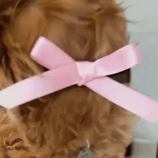 🎀 1971ca5c anjing, anak anjing, pita merah muda, hewan, hewan peliharaan telegram sticker