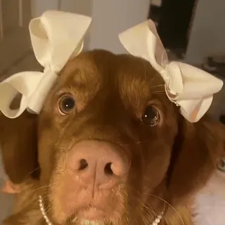 🎀 1ef6a7c3 anjing, anak anjing, hewan peliharaan, hewan, lucu, pita, kalung mutiara telegram sticker