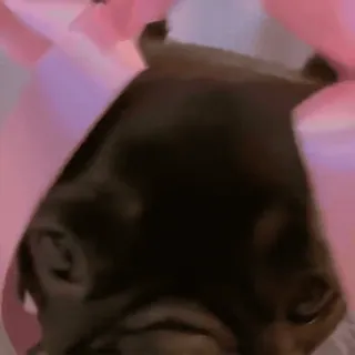 🎀 28e72900 anjing, anak anjing, imut, hewan, peliharaan, bulldog prancis telegram sticker