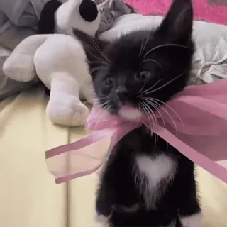 🎀 34f90c64 anak kucing, kucing, hewan, peliharaan, imut, hitam putih, pita, merah muda telegram sticker