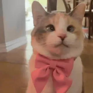 🎀 41b22290 kucing, hewan peliharaan, imut, binatang, dasi kupu-kupu, belang tiga telegram sticker