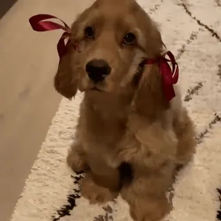 🎀 48c59bb8 anjing, anak anjing, imut, hewan peliharaan, binatang, pita telegram sticker