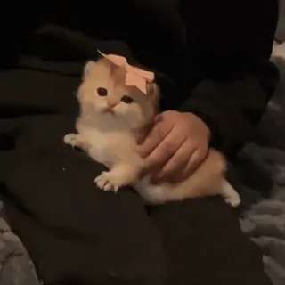 🎀 4dc4a34d anak kucing, kucing, hewan peliharaan, imut, hewan, hewan domestik telegram sticker