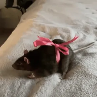 🎀 65deaf15 tikus, binatang, hewan peliharaan, pita, pita merah muda, binatang pengerat telegram sticker