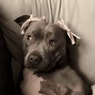 🎀 76a76796 anjing, pitbull, pita, imut, hewan peliharaan, peliharaan telegram sticker